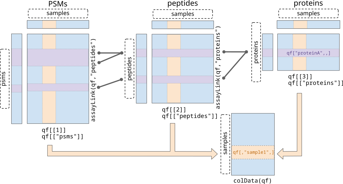 The `QFeatures` data class. The `QFeatures` object contains a list of `SummarizedExperiment` ojects (see [class description](https://bioconductor.org/packages/release/bioc/vignettes/SummarizedExperiment/inst/doc/SummarizedExperiment.html)) on `SingleCellExperiment` and `QFeatures` objects